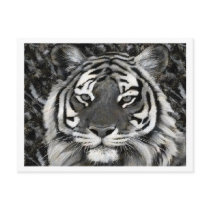 Black and White Tiger Postcard by touchministry Black and White Tiger Postcard