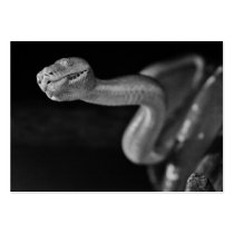 Black and White Tree Boa Business Card