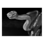 Black and White Tree Boa Business Card
