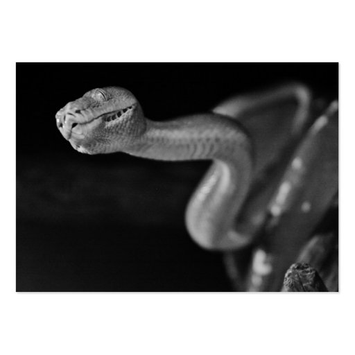 Black and White Tree Boa Business Card (front side)