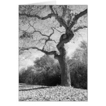 Black and White Tree cards
