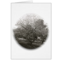 Black and White Tree Note Card