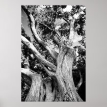 Black and white tree posters
