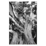 Black and white tree stationery design