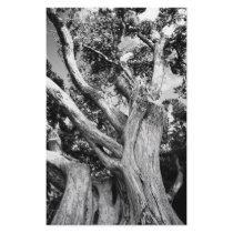 Black and white tree stationery design