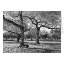 Black and White Trees cards