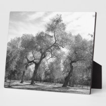 Black and White Trees plaques