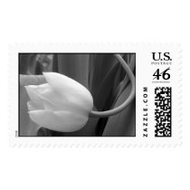 black and white tulip postage