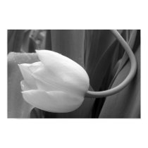 Black and White Tulip posters