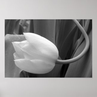 Black and White Tulip Poster