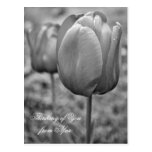 Black and White Tulips - Thinking of You from Afar Post Cards