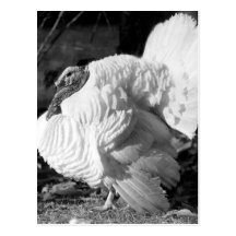Black and White Turkey Postcards