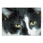 Black and White Tuxedo Cat Greeting Cards