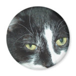 Black and White Tuxedo Cat Fridge Magnets