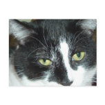 Black and White Tuxedo Cat Postcard