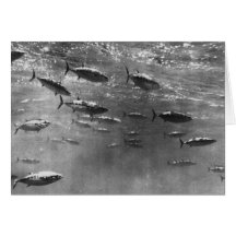 Black and White underwater photograph of Tunas Cards