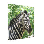 Black and White Zebra Canvas Print