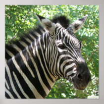 Black and White Zebra Poster Print