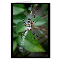 Black-and-Yellow Argiope cards