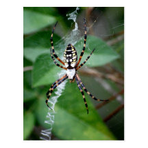 Black-and-Yellow Argiope Post Card