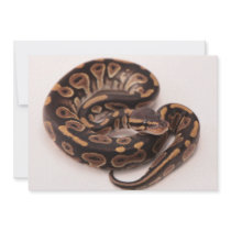 Black and Yellow Ball Python Personalized Invite