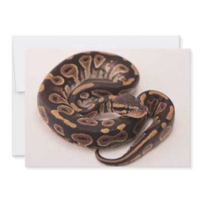 Black and Yellow Ball Python Personalized Invite by eMotivPhotography