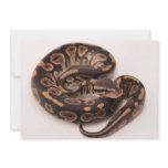 Black and Yellow Ball Python Personalized Invite