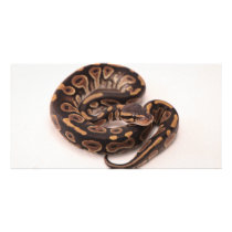 Black and Yellow Ball Python Custom Photo Card