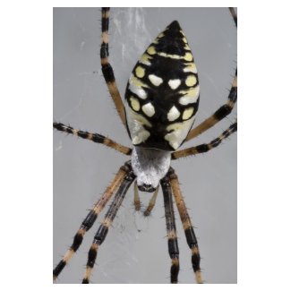 Black and Yellow Garden Spider print