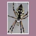 Black and Yellow Garden Spider posters by brian_nolan Black and Yellow Garden Spider posters