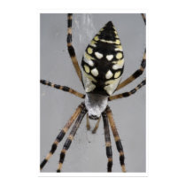 Black and Yellow Garden Spider posters