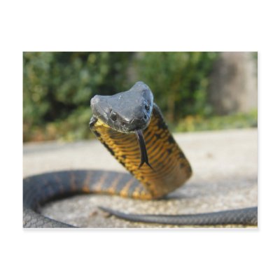 Black_and_yellow_kill_a_fellow Post Card by AllAboutReptiles