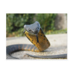 Black_and_yellow_kill_a_fellow Post Card