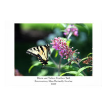 Black and Yellow Swallow Tail posters