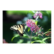 Black and Yellow Swallow Tail posters