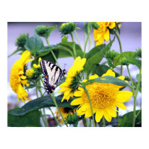 Black and Yellow Swallow Tail posters