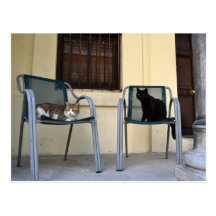 Black & Angora Cats Post Cards