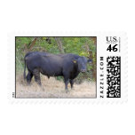 Black Angus Bull Stamps