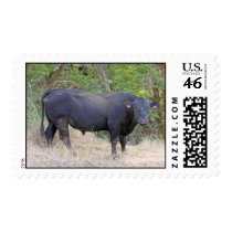 Black Angus Bull Stamps