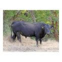 Black Angus Bull posters by joeyartist Black Angus Bull posters