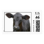 Black Angus Calf Postage Stamp