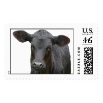Black Angus Calf Postage Stamp