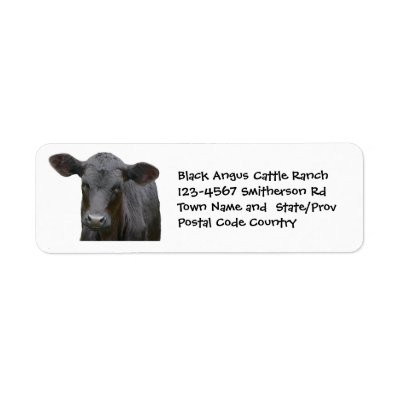 White Angus Cattle