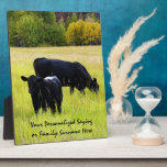 Black Angus Cattle Grazing in Yellow Grass Field Plaques