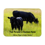Black Angus Cattle Grazing in Yellow Grass Field Flexible Magnet