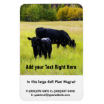 Black Angus Cattle Grazing in Yellow Grass Field Rectangular Magnet