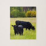 Black Angus Cattle Grazing in Yellow Grass Field puzzles