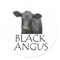 Black Angus Cow Sticker