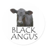 Black Angus Cow Sticker
