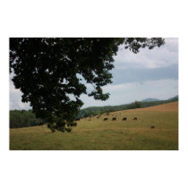 Black Angus Cows in the Carolinas posters